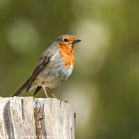 Buy canvas prints of Little Robin stood on a log by Simon Marlow