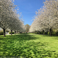 Buy canvas prints of Enchanting Cherry Blossom Paradise by Simon Marlow