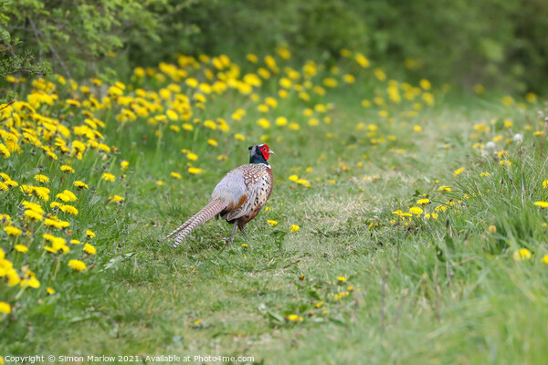 Majestic Male Pheasant Strolling through a Verdant Picture Board by Simon Marlow