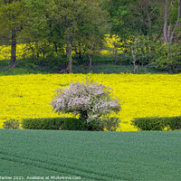 Buy canvas prints of Vibrant Spring Scene by Simon Marlow