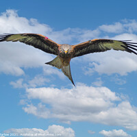 Buy canvas prints of Majestic Red Kite The Oldest Known in Shropshire by Simon Marlow