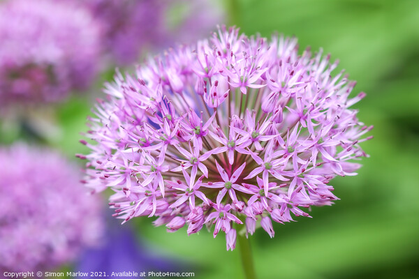 Beautiful Summer Allium Picture Board by Simon Marlow
