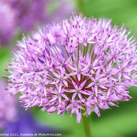 Buy canvas prints of Beautiful Summer Allium by Simon Marlow