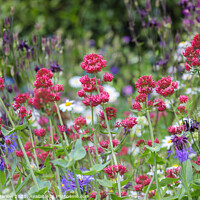 Buy canvas prints of Summer Flowers in Shropshire cottage garden by Simon Marlow