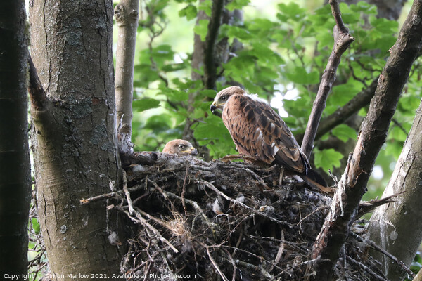 Majestic Young Red Kites in their Natural Habitat Picture Board by Simon Marlow