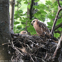 Buy canvas prints of Majestic Young Red Kites in their Natural Habitat by Simon Marlow