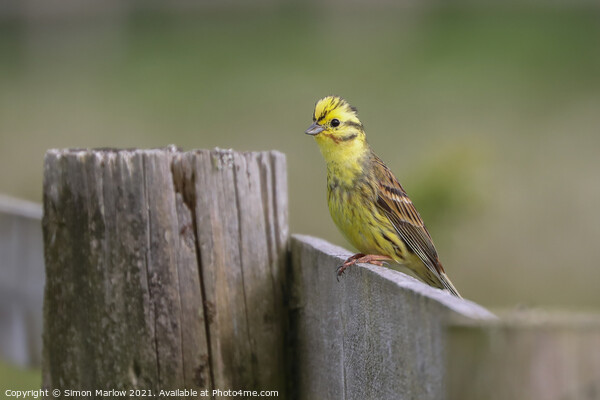 Yellowhammer Picture Board by Simon Marlow