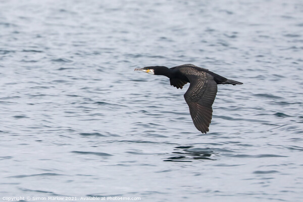 Cormorant flying low over water in the Isles of Scilly Picture Board by Simon Marlow