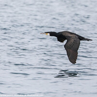 Buy canvas prints of Cormorant flying low over water in the Isles of Scilly by Simon Marlow