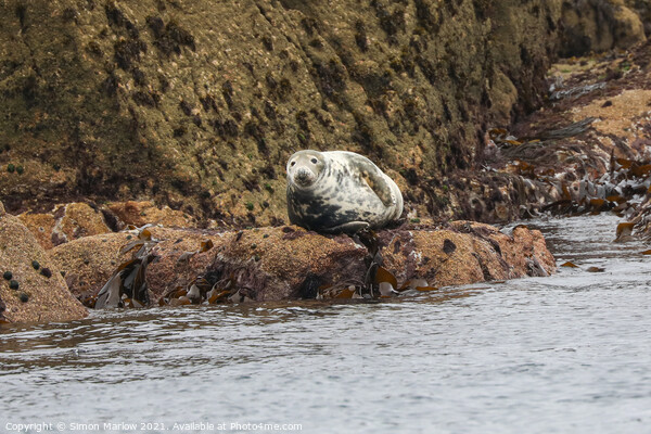 Serene Grey Seal Basking in the Isles of Scilly Su Picture Board by Simon Marlow