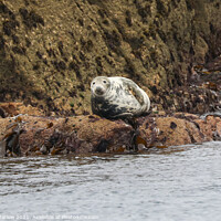 Buy canvas prints of Serene Grey Seal Basking in the Isles of Scilly Su by Simon Marlow