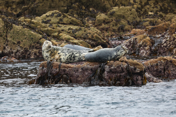 Monochrome Majesty Grey Seals Serene Seascape Picture Board by Simon Marlow