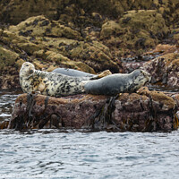 Buy canvas prints of Monochrome Majesty Grey Seals Serene Seascape by Simon Marlow