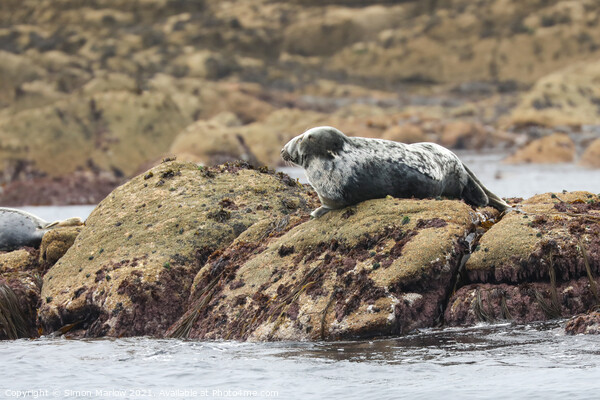 Tranquil Grey Seal Basking in the Sun Picture Board by Simon Marlow