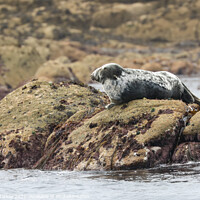 Buy canvas prints of Tranquil Grey Seal Basking in the Sun by Simon Marlow