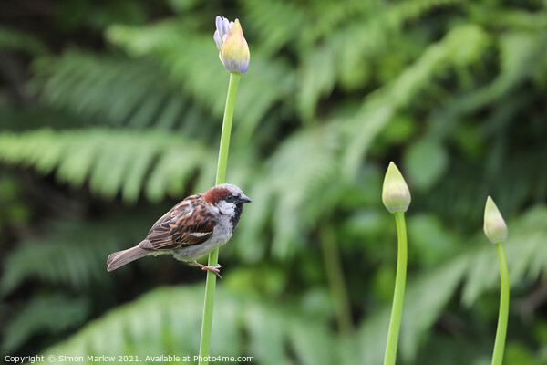 Serene Sparrow Amidst Lush Isles Picture Board by Simon Marlow