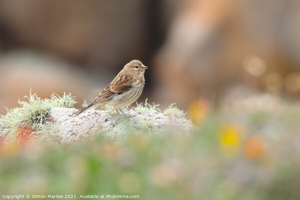 Furry Rock Pipit on Tresco Island Picture Board by Simon Marlow