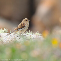 Buy canvas prints of Furry Rock Pipit on Tresco Island by Simon Marlow