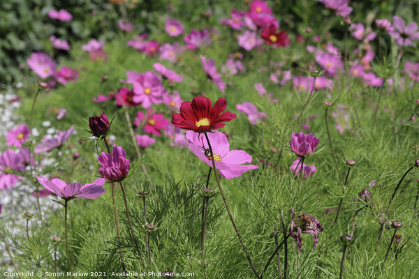 Exotic Cosmos Gardens in Scilly Picture Board by Simon Marlow