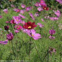 Buy canvas prints of Exotic Cosmos Gardens in Scilly by Simon Marlow