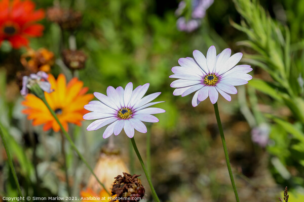 Exotic Cosmos Blooms on Scilly Isles Picture Board by Simon Marlow