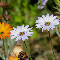 Buy canvas prints of Exotic Cosmos Blooms on Scilly Isles by Simon Marlow