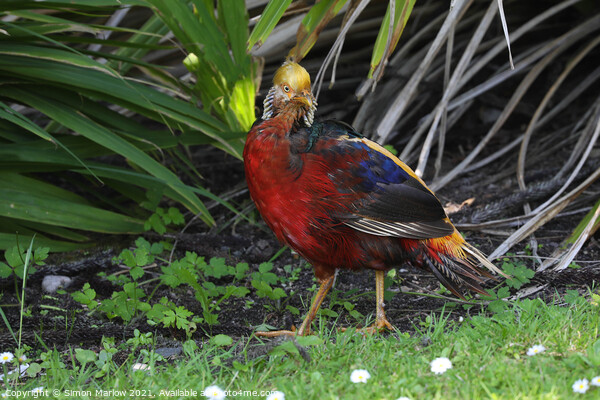 Golden Pheasant, Tresco, Isles of Scilly Picture Board by Simon Marlow