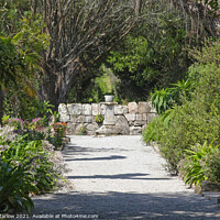 Buy canvas prints of Exotic Beauty Abbey Gardens of Tresco by Simon Marlow