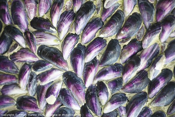 Mussel shells in the Isles of Scilly Picture Board by Simon Marlow
