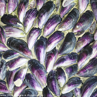 Buy canvas prints of Mussel shells in the Isles of Scilly by Simon Marlow