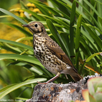Buy canvas prints of Song thrush by Simon Marlow