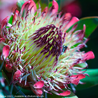 Buy canvas prints of Sparkling Sunrise Protea by Simon Marlow
