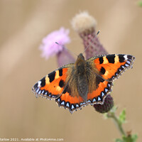 Buy canvas prints of Majestic Tortoiseshell Butterfly by Simon Marlow