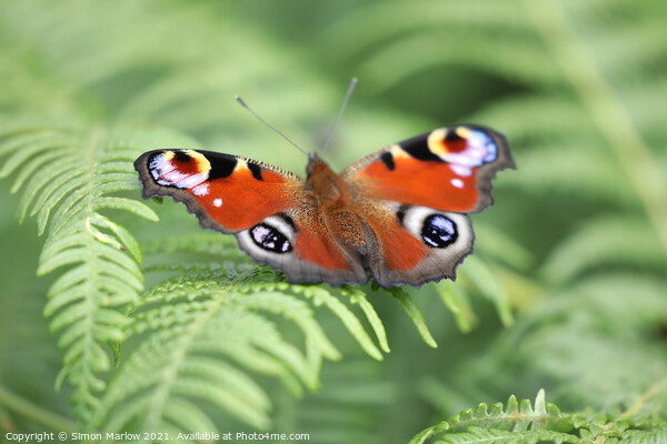 Peacock Butterfly Picture Board by Simon Marlow