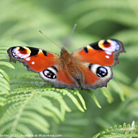 Buy canvas prints of Peacock Butterfly by Simon Marlow