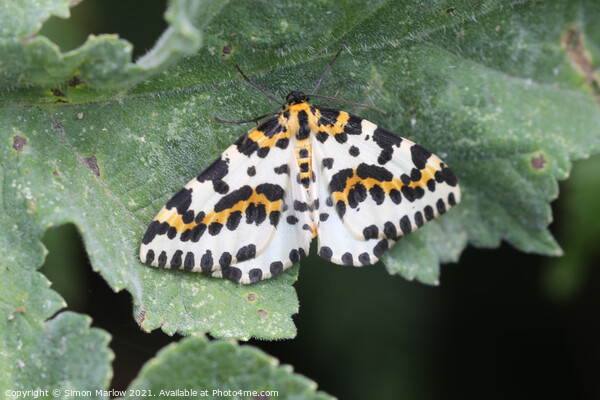 Allure of the Magpie Moth Picture Board by Simon Marlow