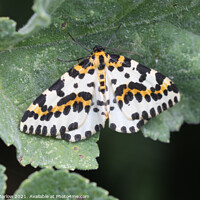 Buy canvas prints of Allure of the Magpie Moth by Simon Marlow