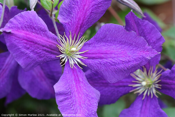 Purple Summer Clematis Flower Picture Board by Simon Marlow