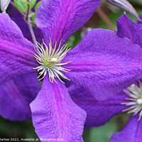 Buy canvas prints of Purple Summer Clematis Flower by Simon Marlow