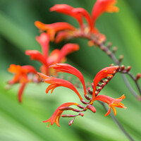 Buy canvas prints of Vibrant Montbretia Blossoms by Simon Marlow