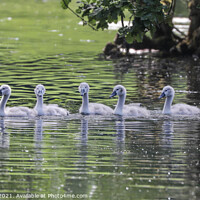 Buy canvas prints of Seven Swan Cygnets by Simon Marlow