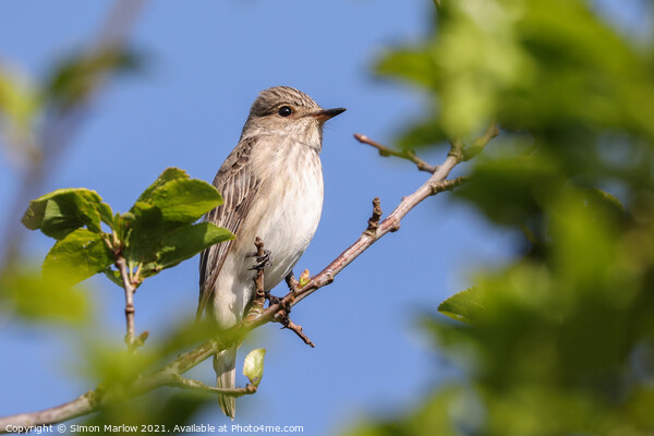Rare Spotted Flycatcher Resting Picture Board by Simon Marlow