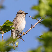 Buy canvas prints of Rare Spotted Flycatcher Resting by Simon Marlow