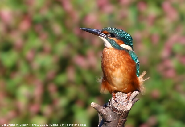 Kingfisher Picture Board by Simon Marlow