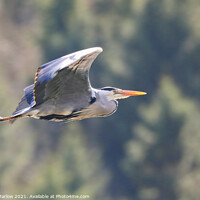 Buy canvas prints of Majestic Grey Heron in Flight by Simon Marlow