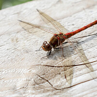 Buy canvas prints of Ruddy Darter Dragonfly by Simon Marlow