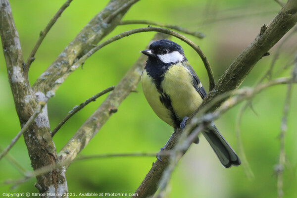 Great tit Picture Board by Simon Marlow