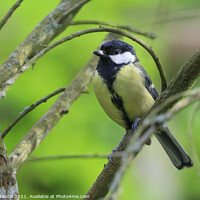 Buy canvas prints of Great tit by Simon Marlow