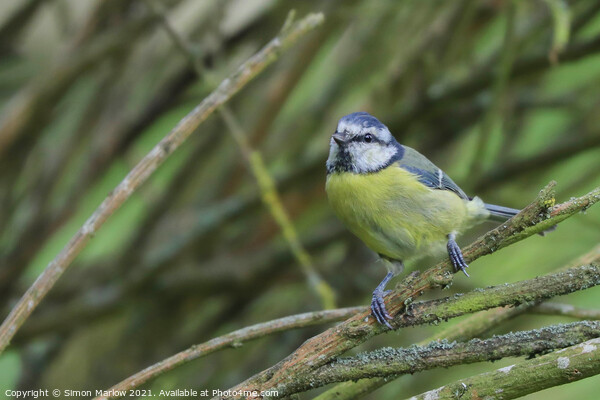 Blue Tit Picture Board by Simon Marlow