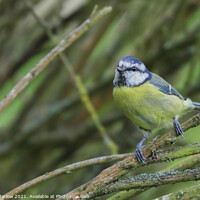 Buy canvas prints of Blue Tit by Simon Marlow